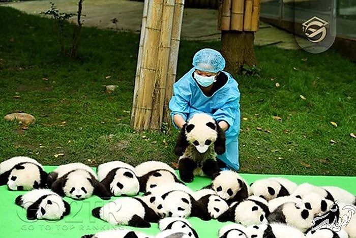 عجیب ترین و پولسازترین شغل های جهان عجیب ترین و پولسازترین شغل های جهان